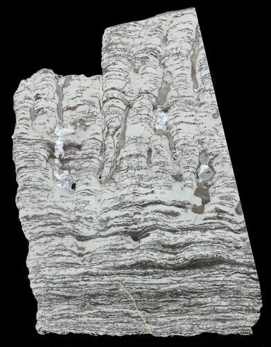 Polished Precambrian Stromatolite - Siberia #57581